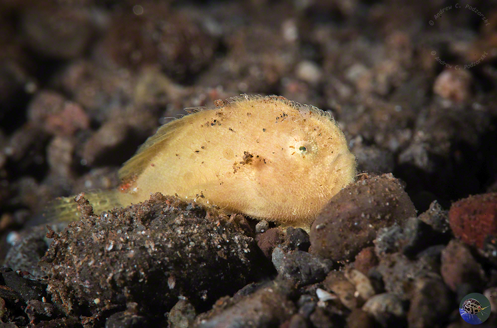 Antennarius striatus