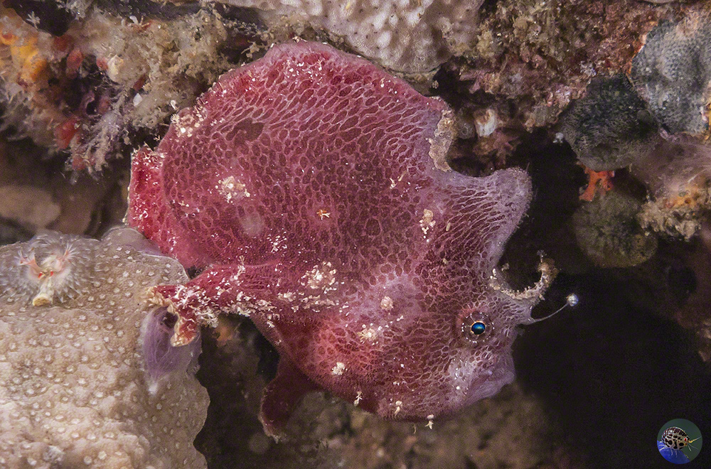 Antennarius sp.