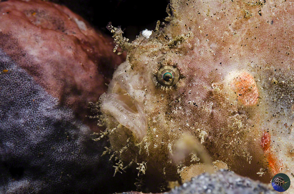 Antennarius coccineus