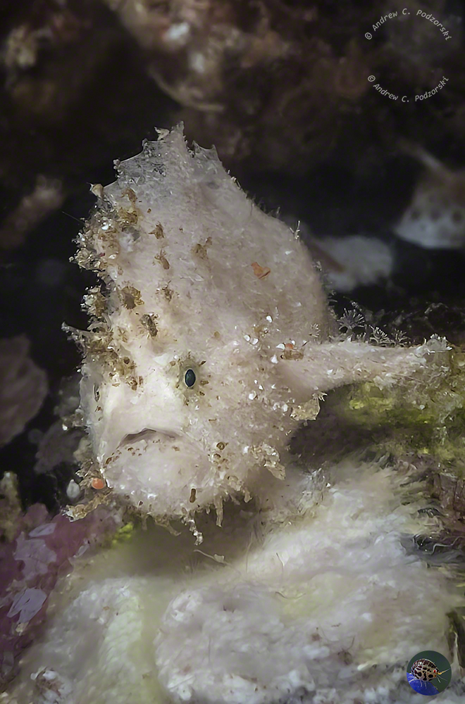 Antennarius coccineus