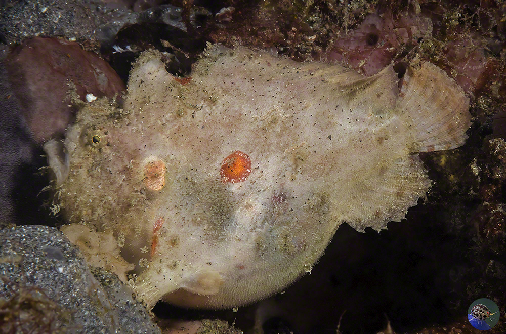 Antennarius sp.