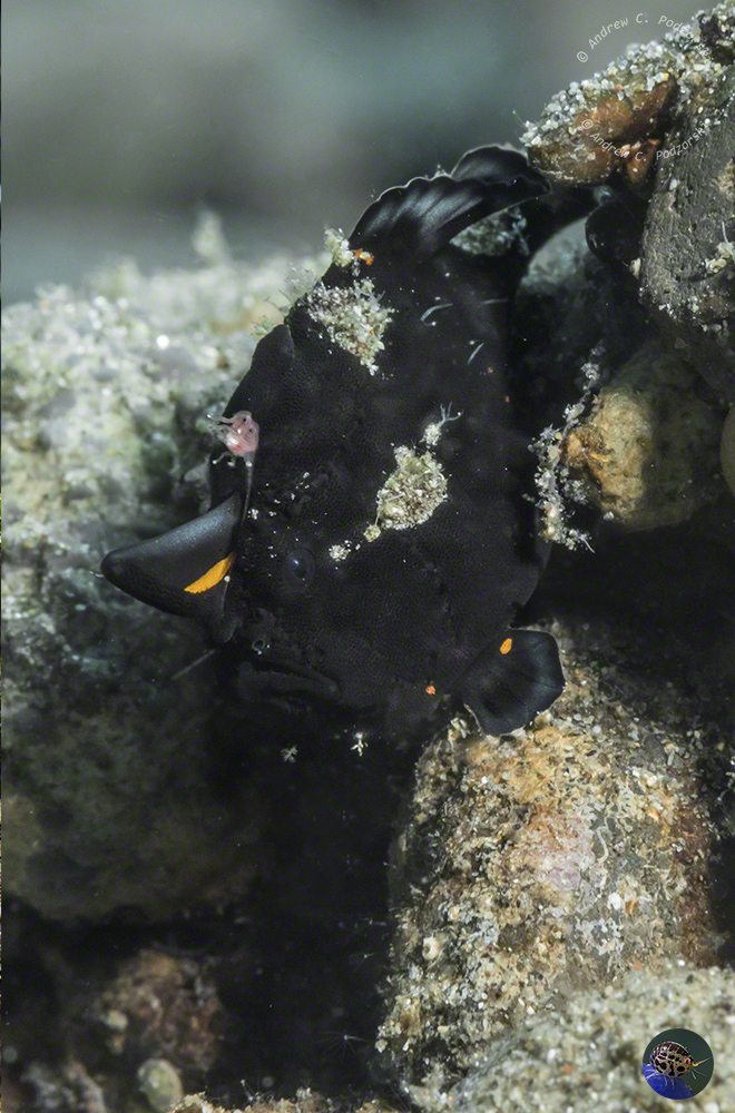 Anntenarius pictus