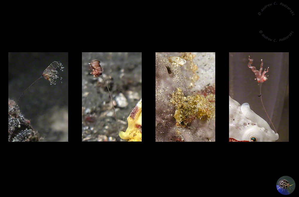 Antennarius maculatus - escia variation