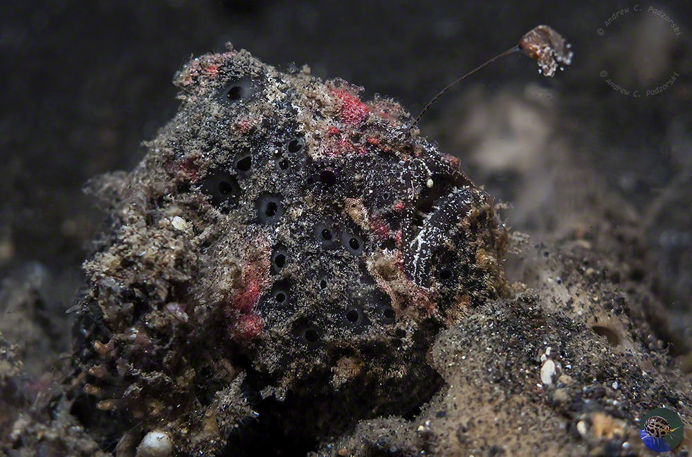 Antennarius maculatus