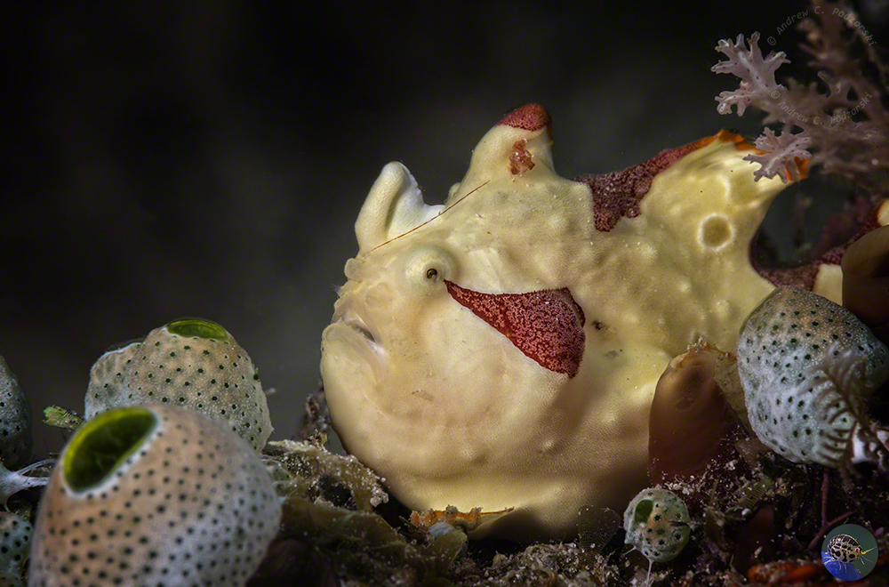 Antennarius maculatus