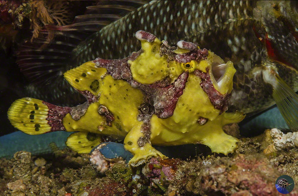 Antennarius maculatus