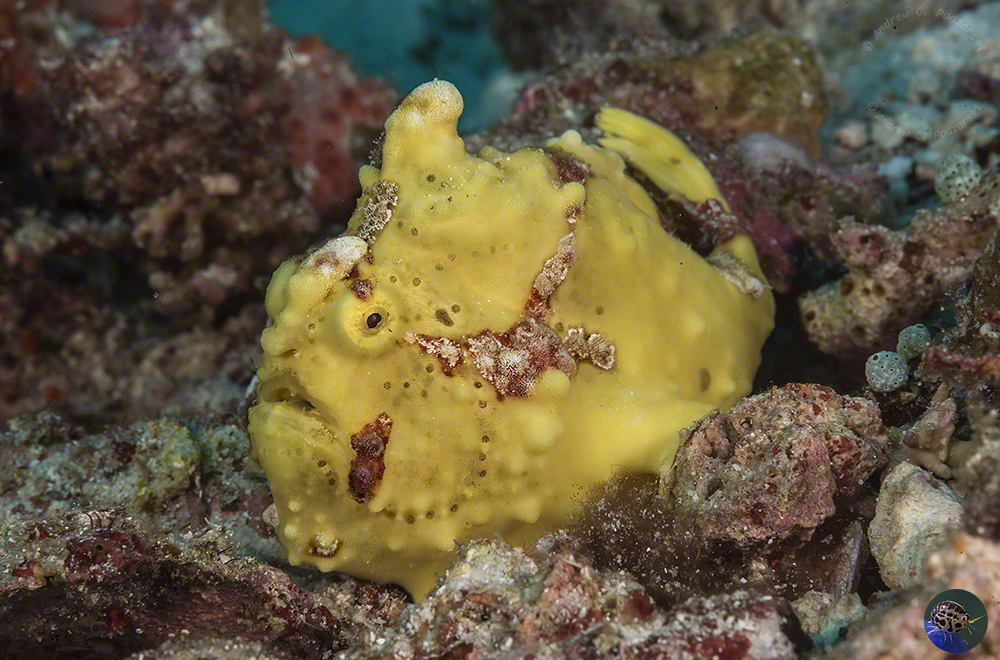 Antennarius maculatus