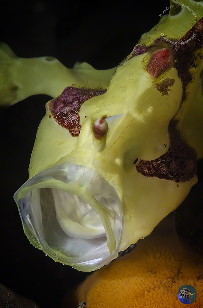 Antennarius maculatus