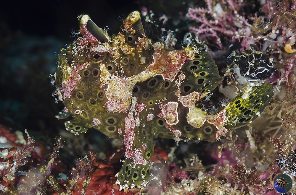 Antennarius maculatus