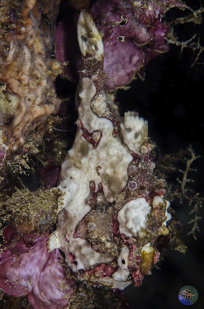 Antennarius maculatus