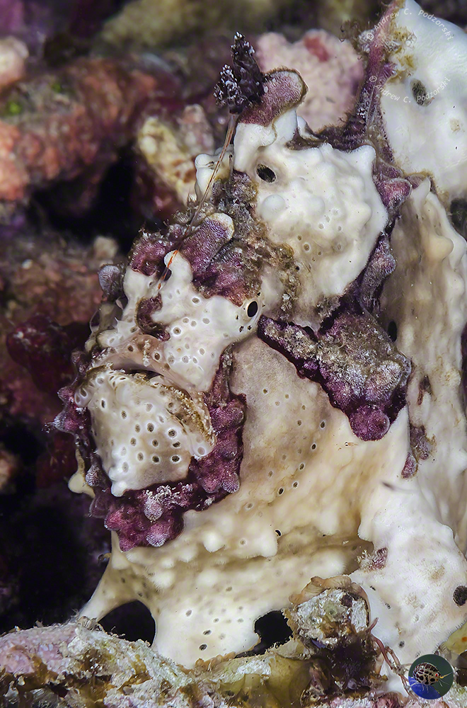 Antennarius maculatus