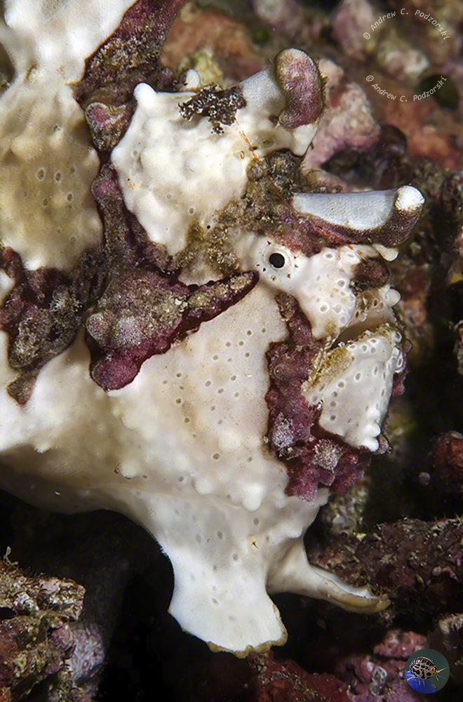 Antennarius maculatus