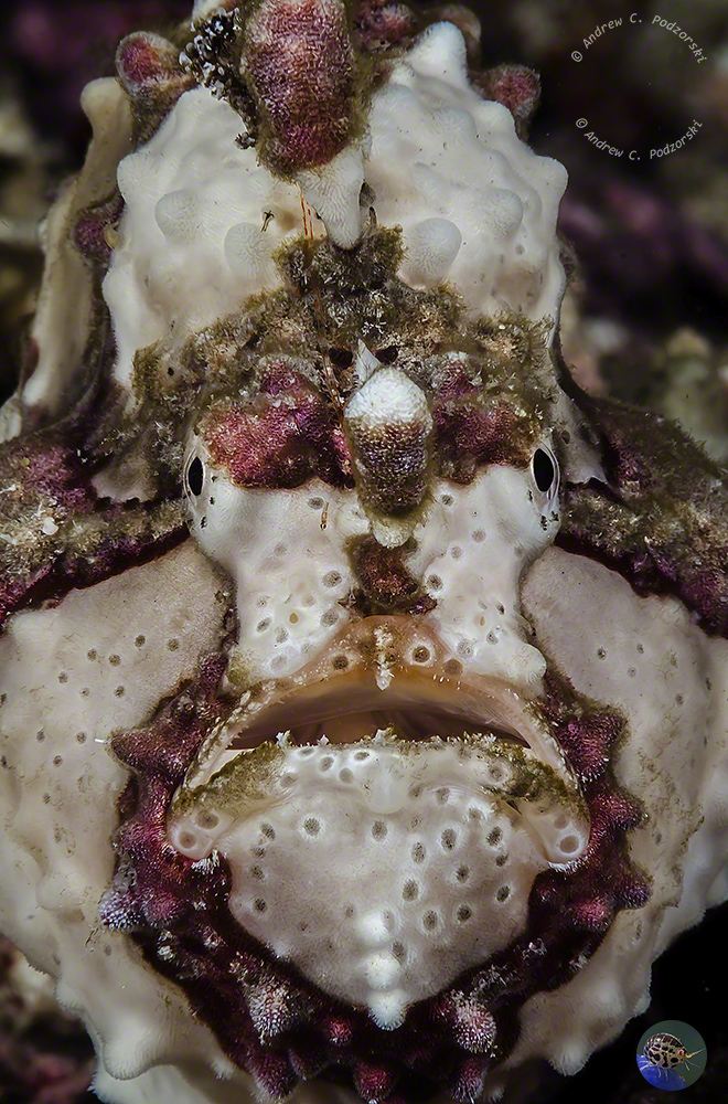 Antennarius maculatus