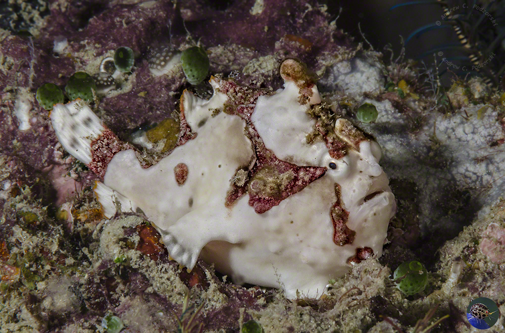 Antennarius maculatus