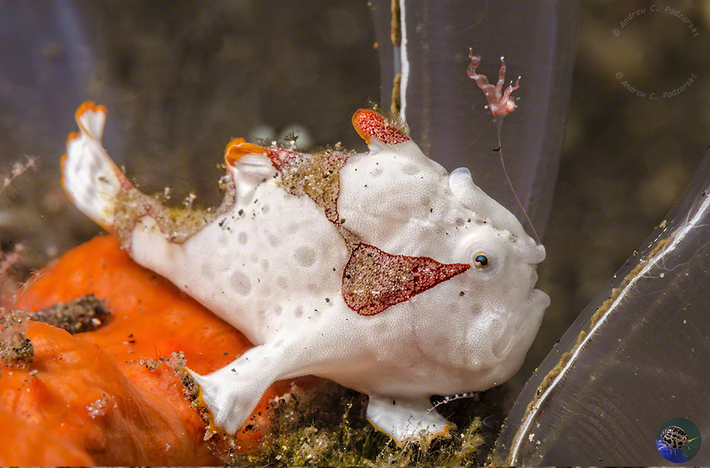 Antennarius maculatus