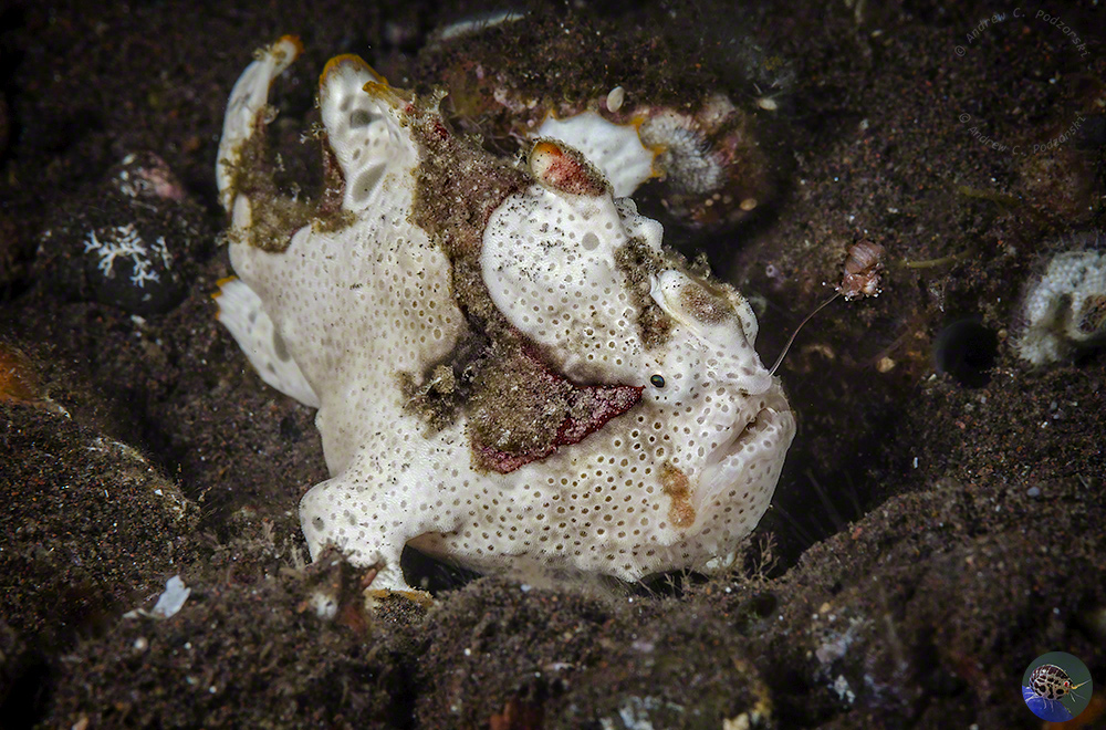 Antennarius maculatus