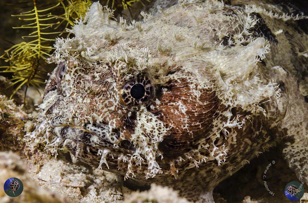 Halophryne diemensis