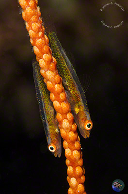 Bryaninops cf. annella