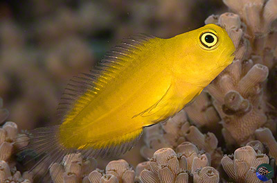 Gobiodon okinawae