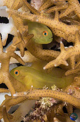 Paragobiodon xanthostoma