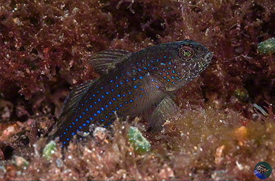 Asterropteryx atripes