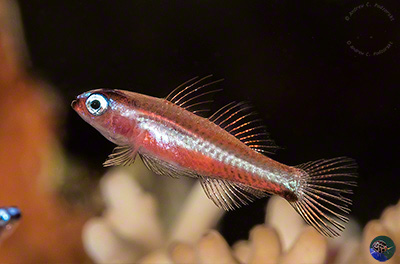 Eviota cf. nigriventris