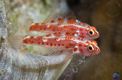 Trimma rubromaculatum