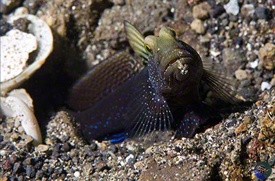 Cryptocentrus fasciatus