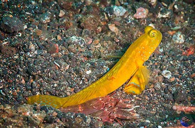 Cryptocentrus sericus with alpheid partner shrimps