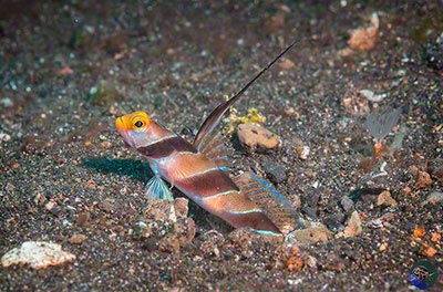 Stonogobiops nematodes