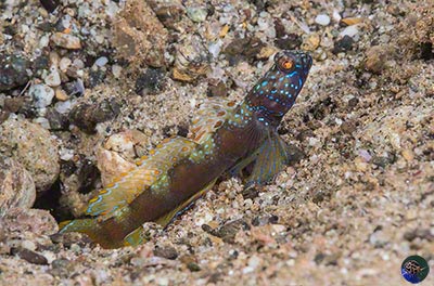 Amblyeleotris latifasciata