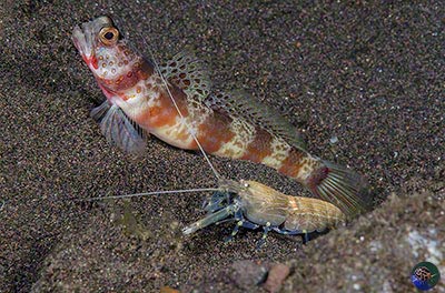 Amblyeleotris periophthalma