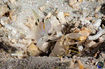 Amblyeleotris randalli