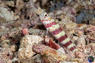 Amblyeleotris  wheeleri