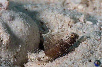 Tomiyamichthys nudus