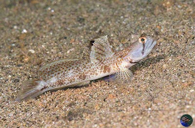 Tomiyamichthys oni