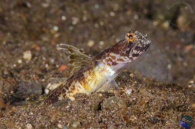 Tomiyamichthys latruncularius