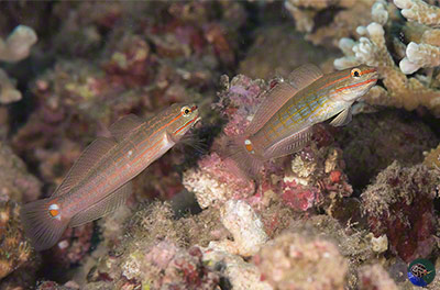 Amblygobiius decussatus