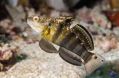 Amblygobius phalaena