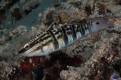 Amblygobius phalaena