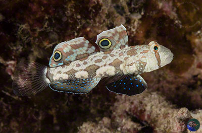  Signigobius biocellatus
