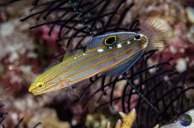 Koumansetta rainfordi