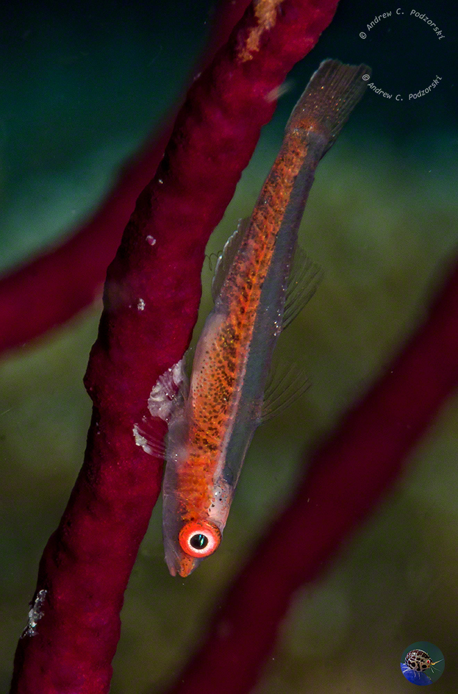 Bryaninops cf. annella