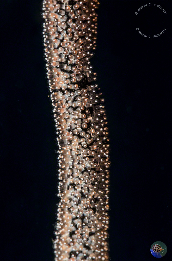 Bryaninops eggs on a sea whip