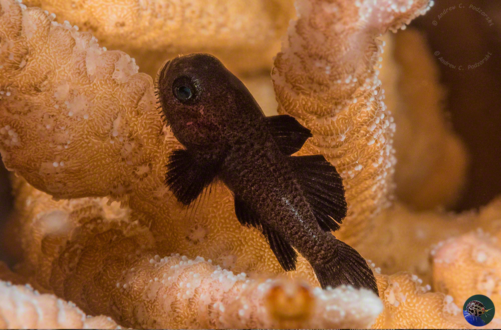 Paragobiodon melanosomus