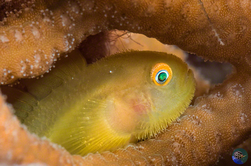 Paragobiodon xanthosoma