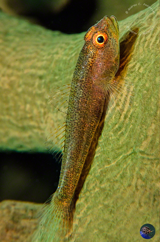 Pleurosicya cf. mossambica on Tubastrea