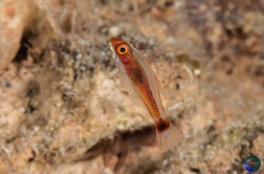 Trimma caudimaculatum