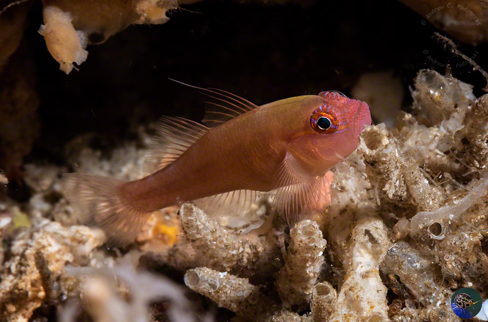 Trimma cf. halonevum