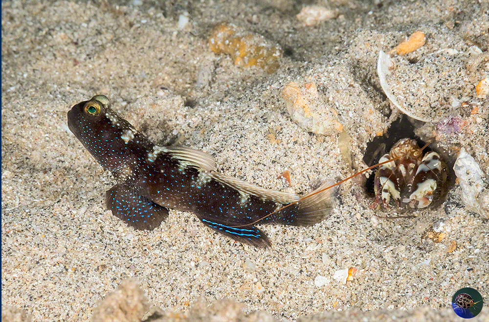 Cryptocentrus fasciatus with Alpheus cf. bellatulus